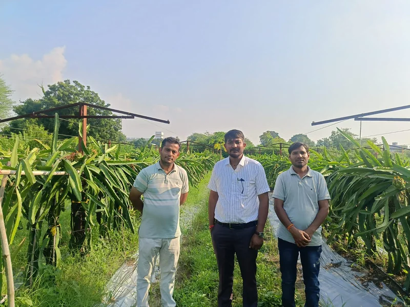 सेवा संकल्प अभियान //सेवा की कहानी // "ड्रेगन फ्रूट, मालवा की शान - सोयत के चंद्रभान बने आगर-मालवा के पहले…