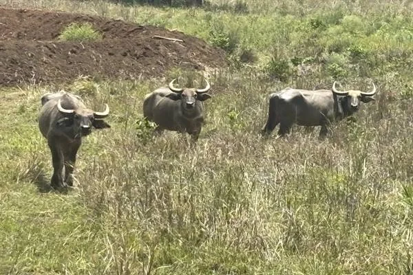 हरे मैदान में खड़े तीन जंगली भैंसे